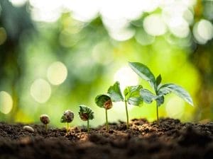 Image of small seedlings growing from seeds with blurred green background