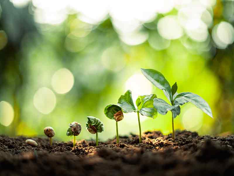 Image of small seedlings growing from seeds with blurred green background