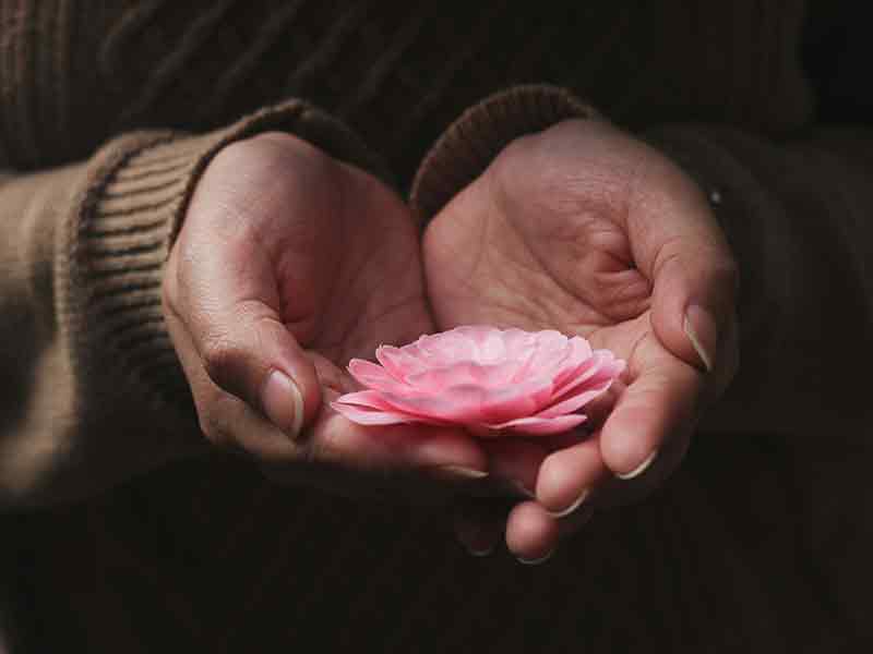 hands holding delicate pink flower