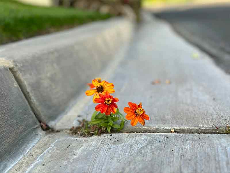 flowers growing out of a concrete kerb